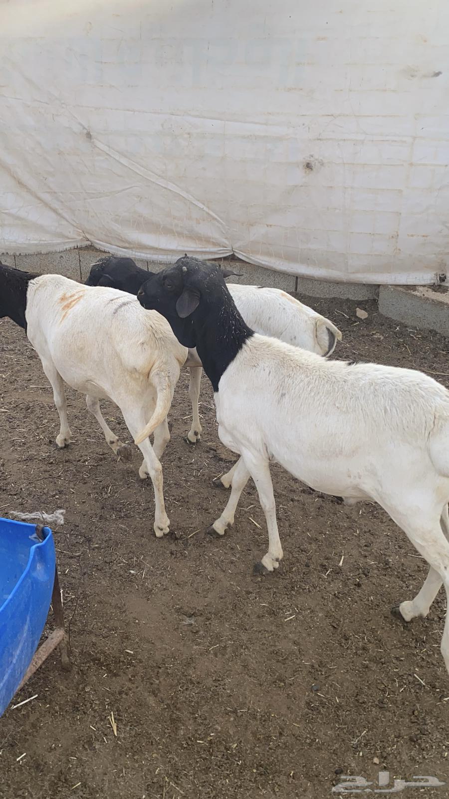 For sale, male lambs with pens63220521441923111