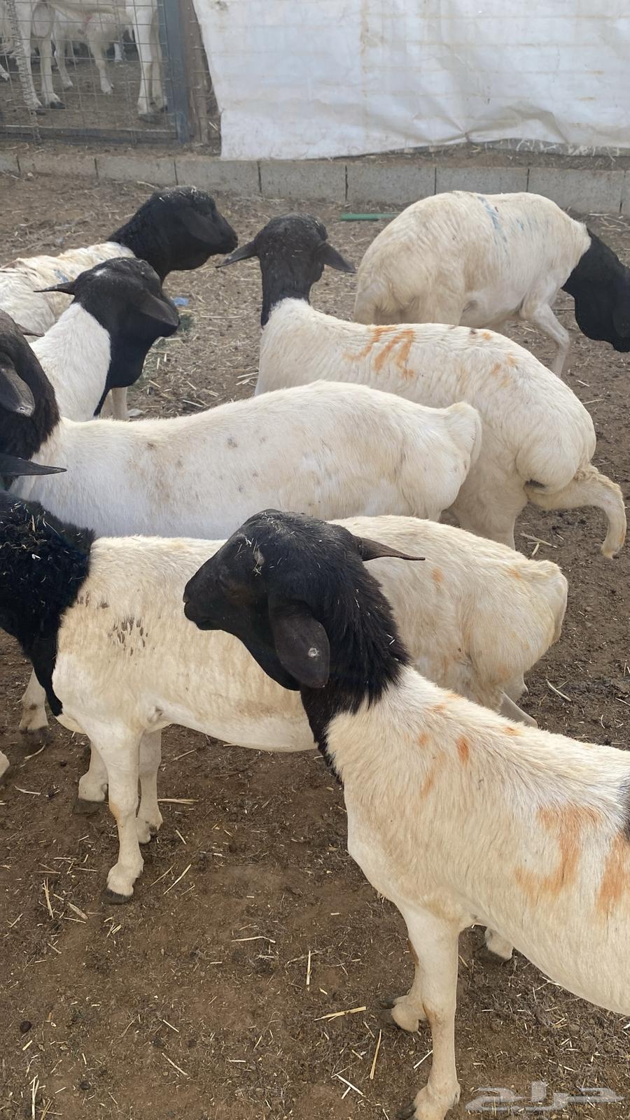 For sale, male lambs with pens63220521441923114