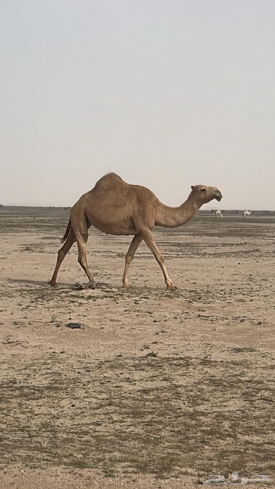 السلام عليكم ناقه معشر كفو شعلا رباع سنها63219564919553113