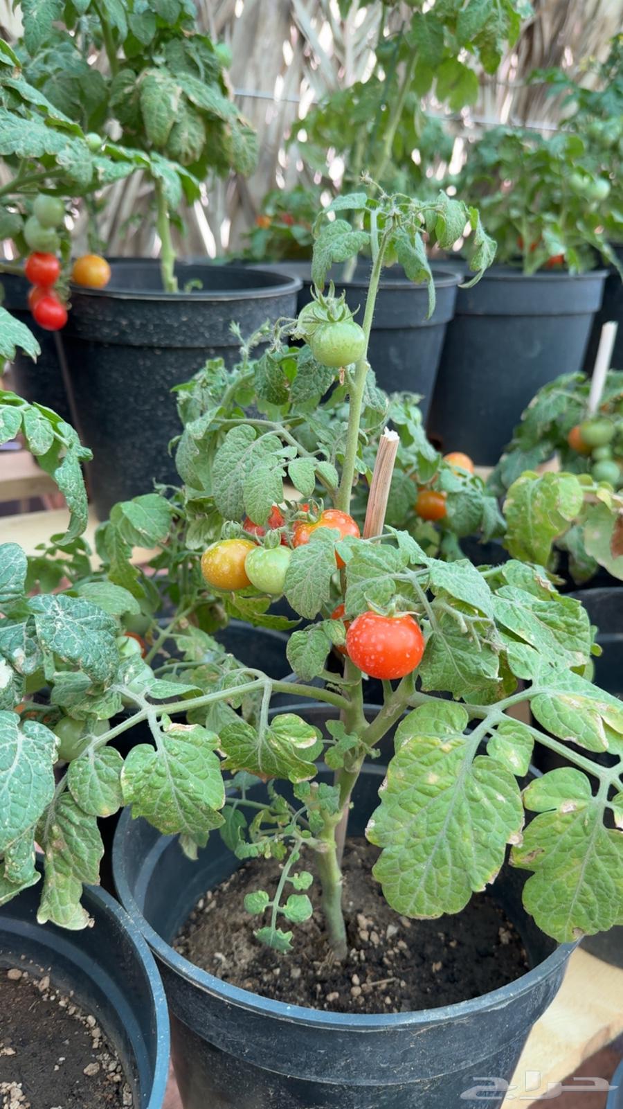 Various seedlings - vegetables - herbs - ornamental63221066748674112