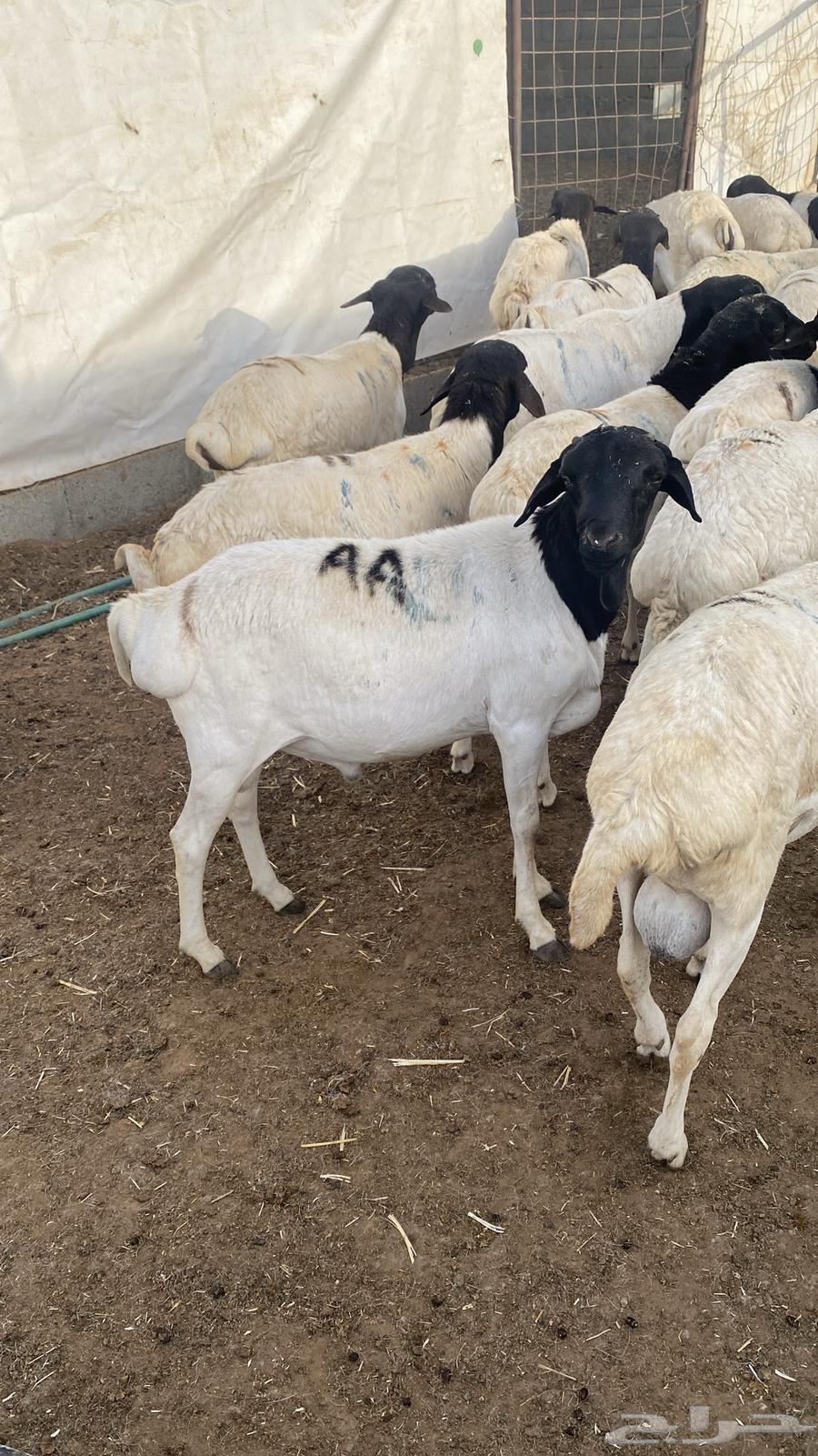 For sale, male lambs with pens63220521441923112