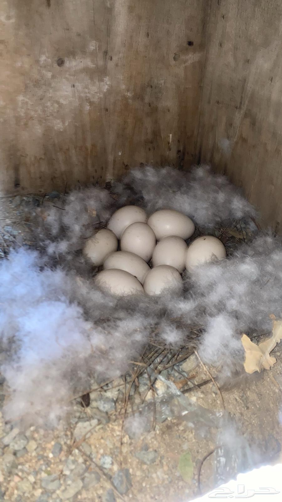 تم البيعع63219560330370111