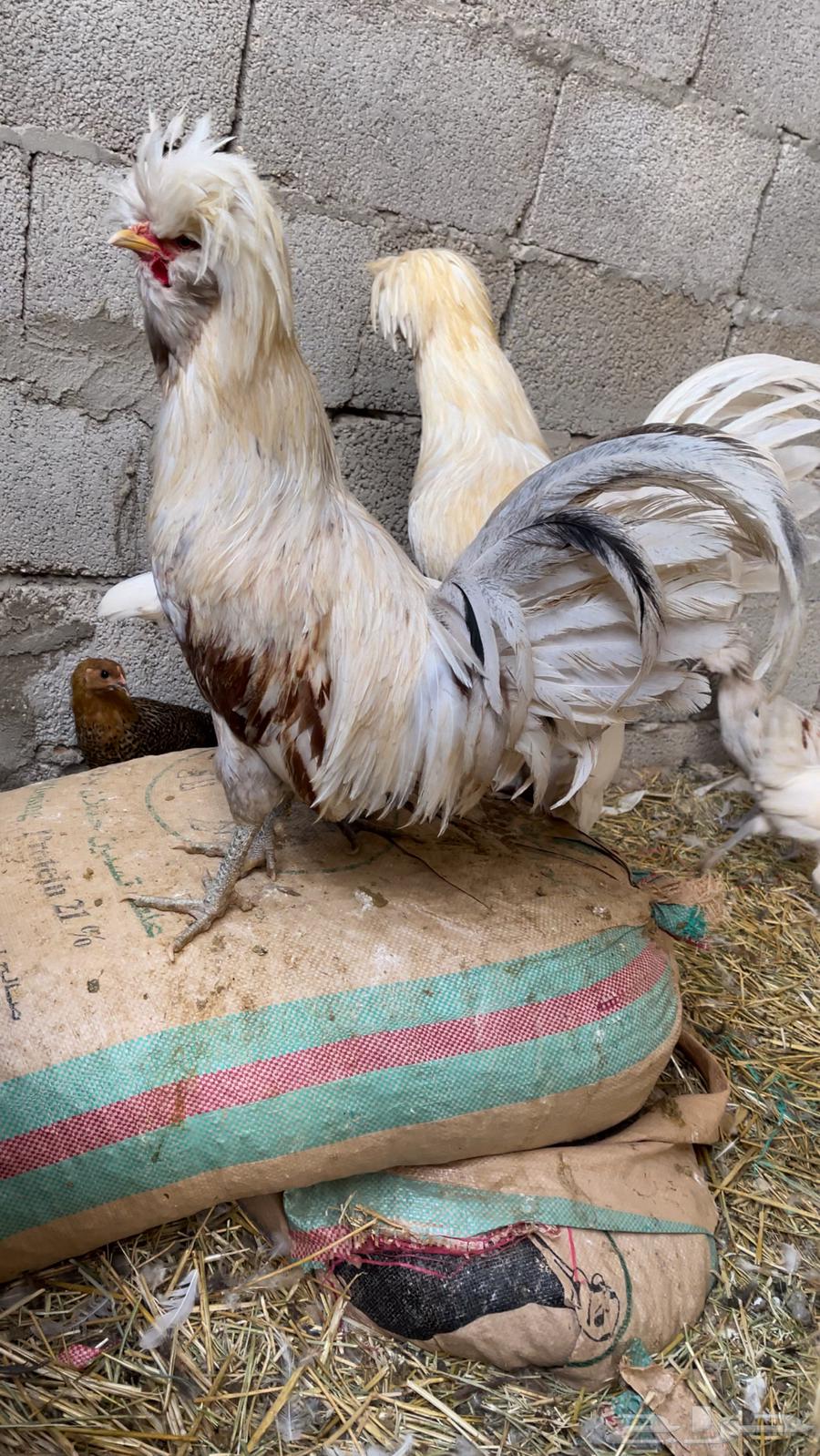 دجاج بولش مستوى فاخر63219567964035114