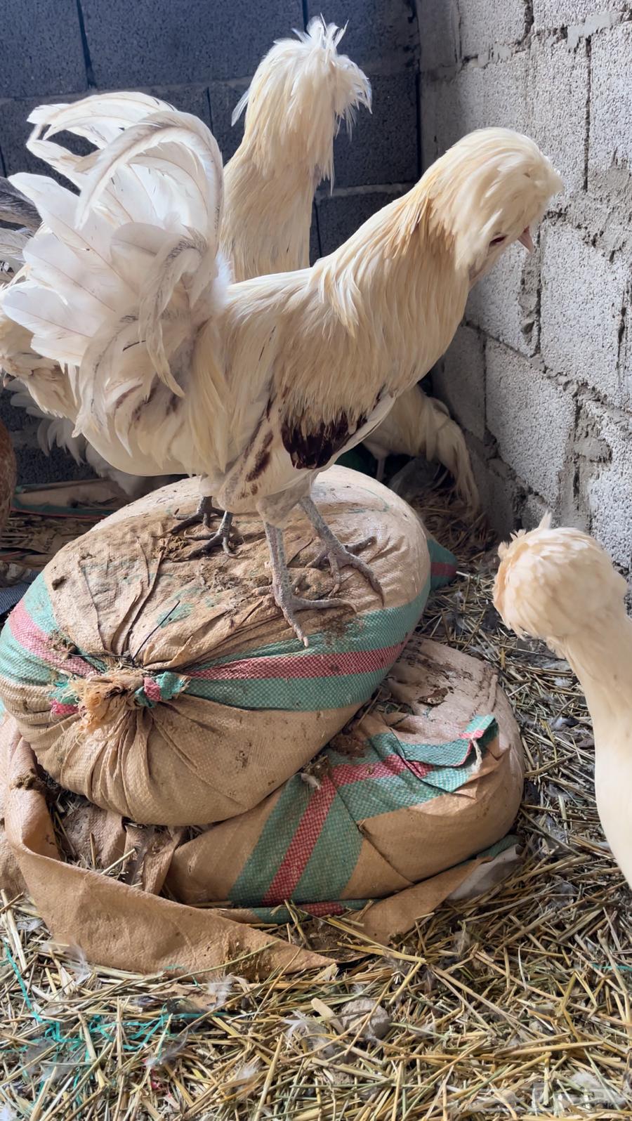 دجاج بولش مستوى فاخر63219567964035113