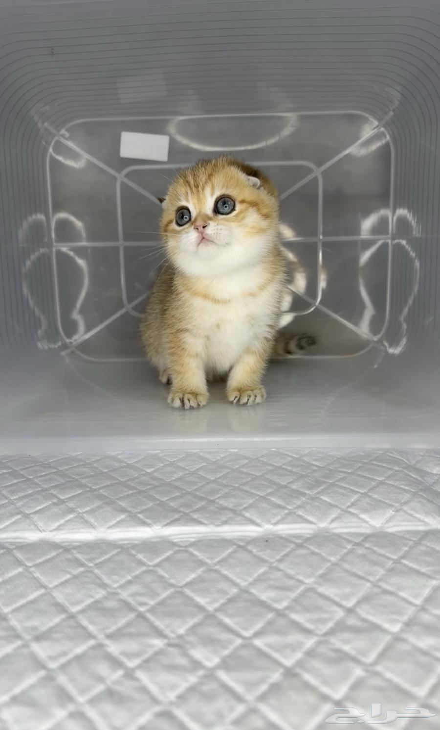 Scottish Fold kittens, a small cat, cats, triple fold, pure cat, cats only.63221066498051112