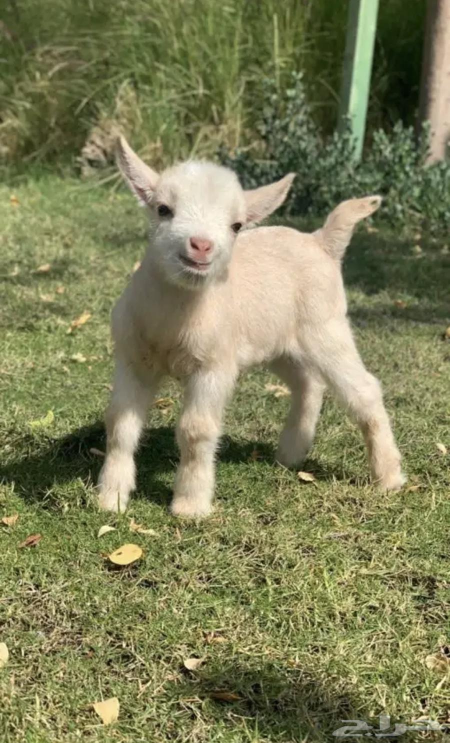 Dwarf goat pure breed, the real original dwarf goat.63220535531011113