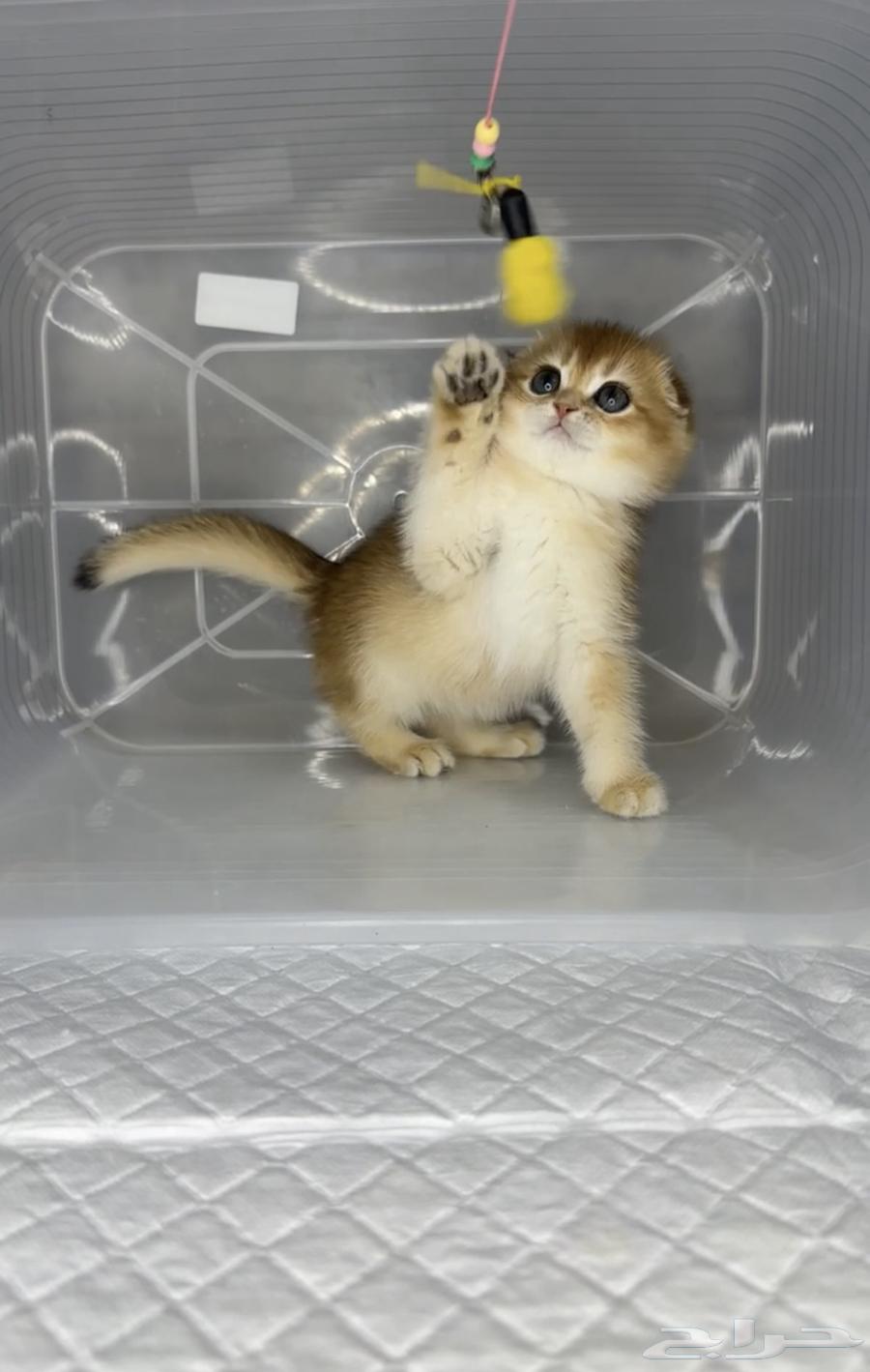 Scottish Fold kittens, a small cat, cats, triple fold, pure cat, cats only.63221066498051113