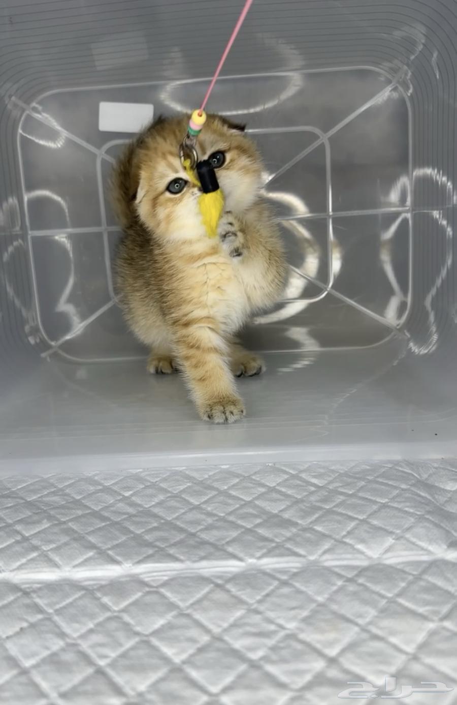 British Shorthair, Scottish Fold, and Scottish Straight cats, kittens, cat, kitten.63221066626305111