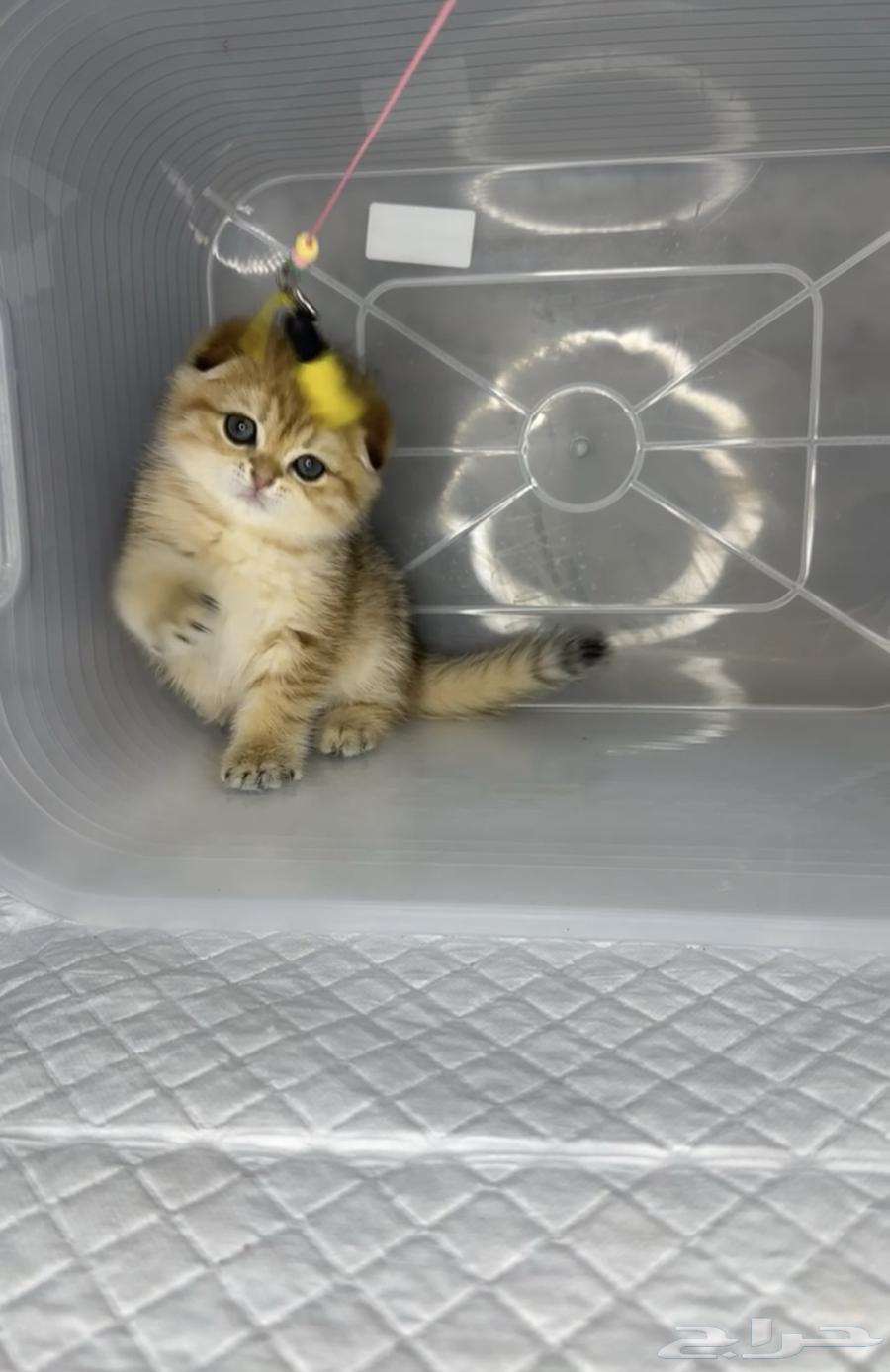 British Shorthair, Scottish Fold, and Scottish Straight cats, kittens, cat, kitten.63221066626305112
