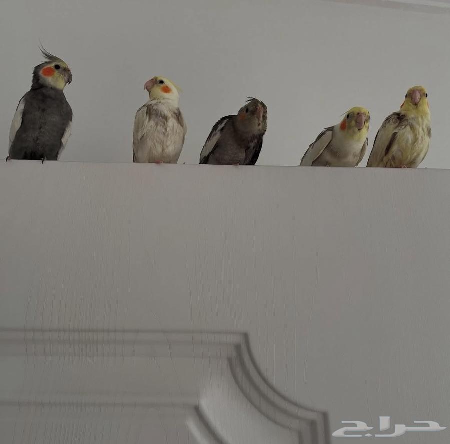 كروانات اليفه632190261454111112