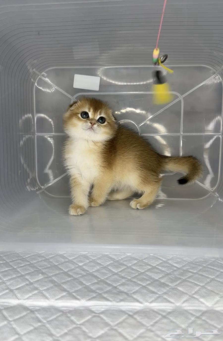 Scottish Fold kittens, a small cat, cats, triple fold, pure cat, cats only.63221066498051114