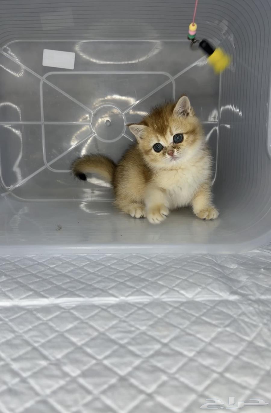 British Shorthair, Scottish Fold, and Scottish Straight cats, kittens, cat, kitten.63221066626305114