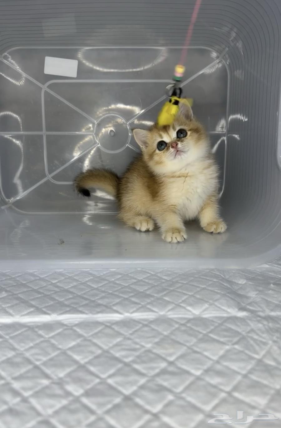 British Shorthair, Scottish Fold, and Scottish Straight cats, kittens, cat, kitten.63221066626305113