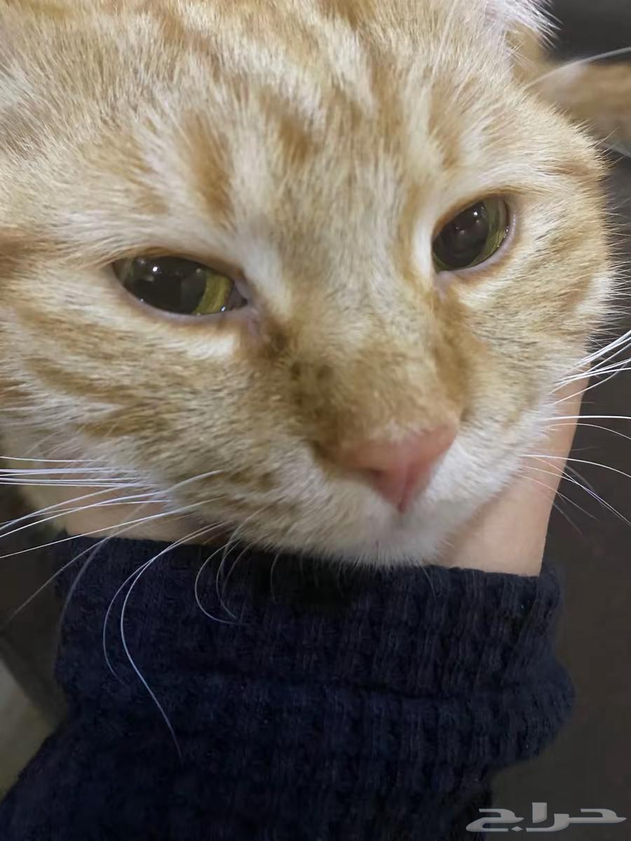 A lost cat63221035282305114