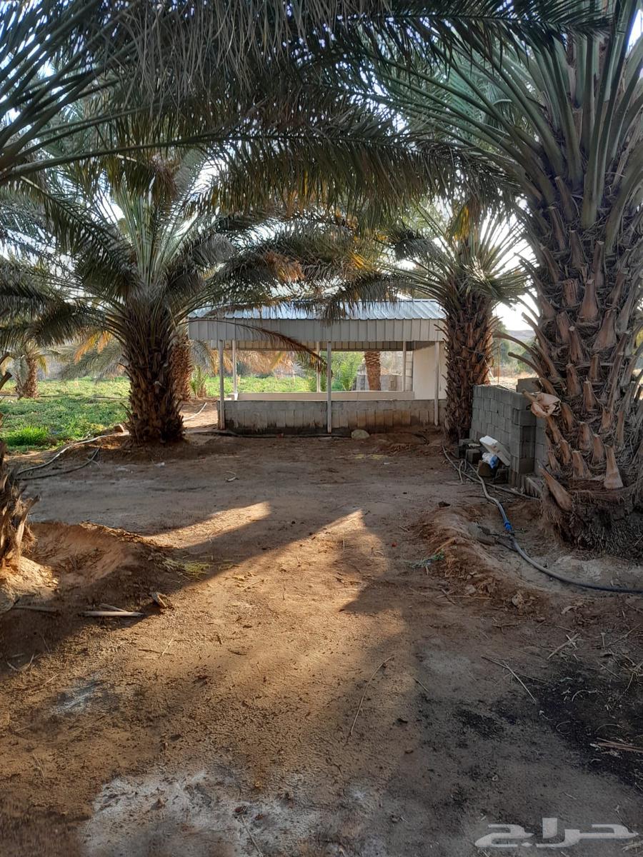 Palm trees for sale, 30 palm trees63220553377282112