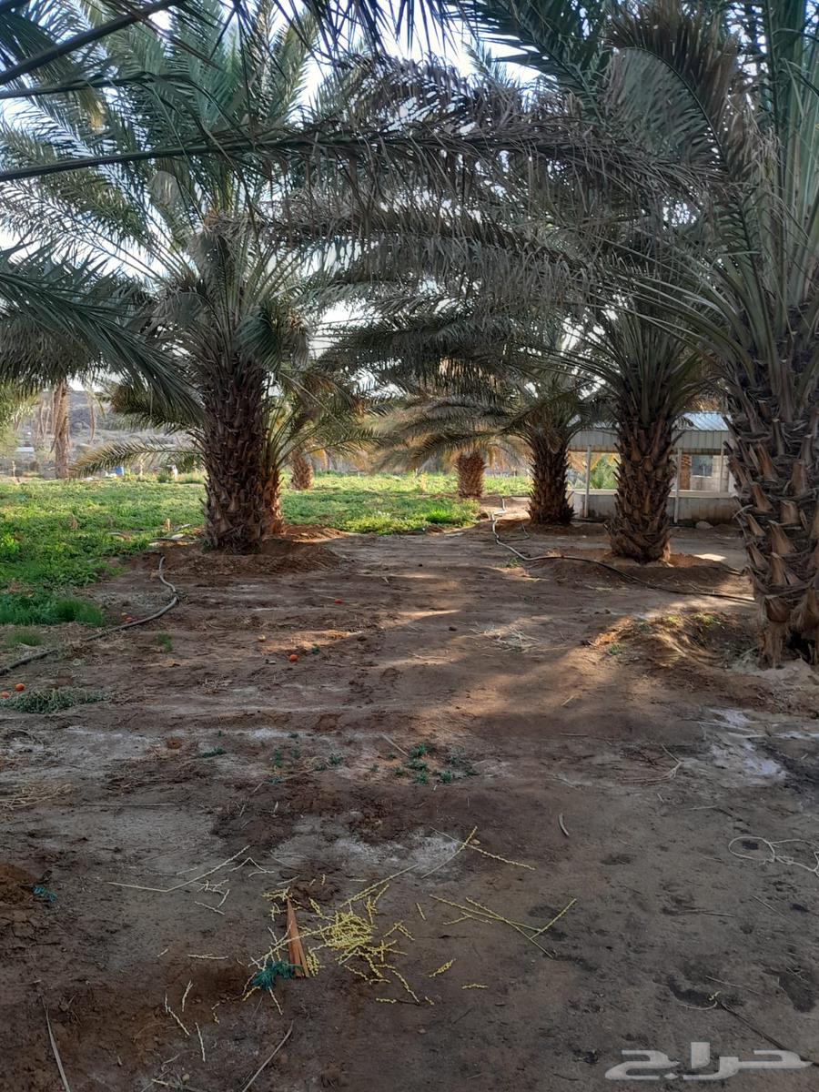 Palm trees for sale, 30 palm trees63220553377282113