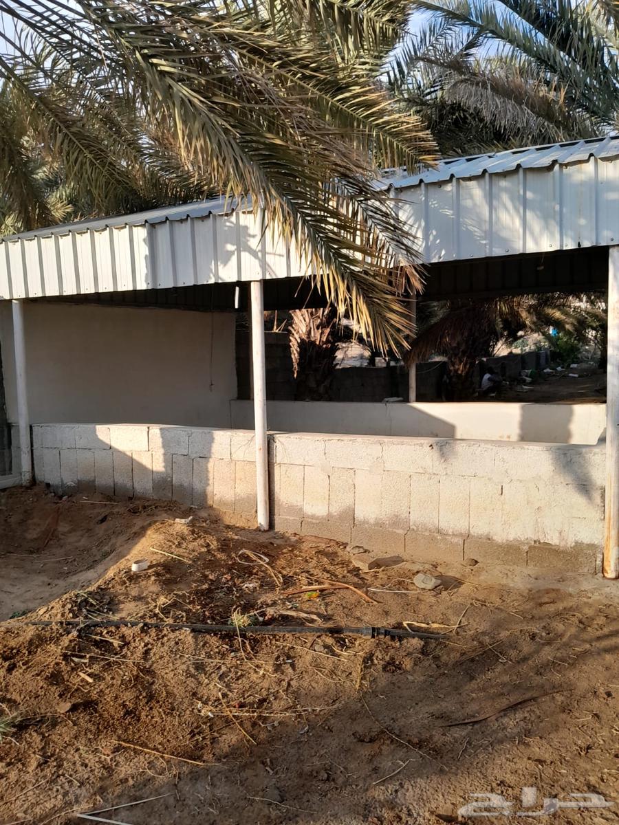 Palm trees for sale, 30 palm trees63220553377282114