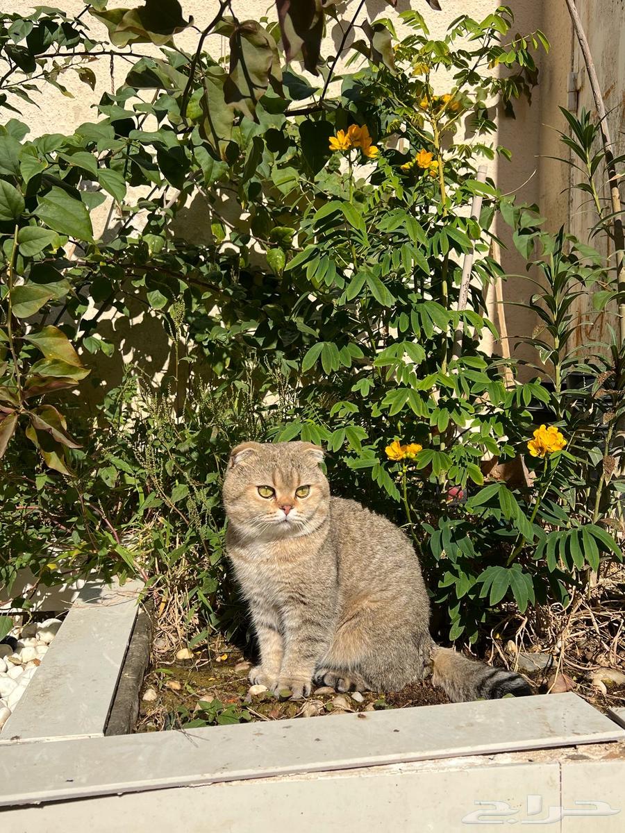 Scottish cat for mating63221063359105113