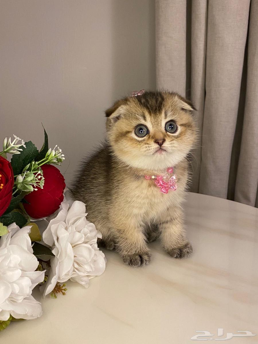 قطط سكوتش فولد للبيع63220541791747111