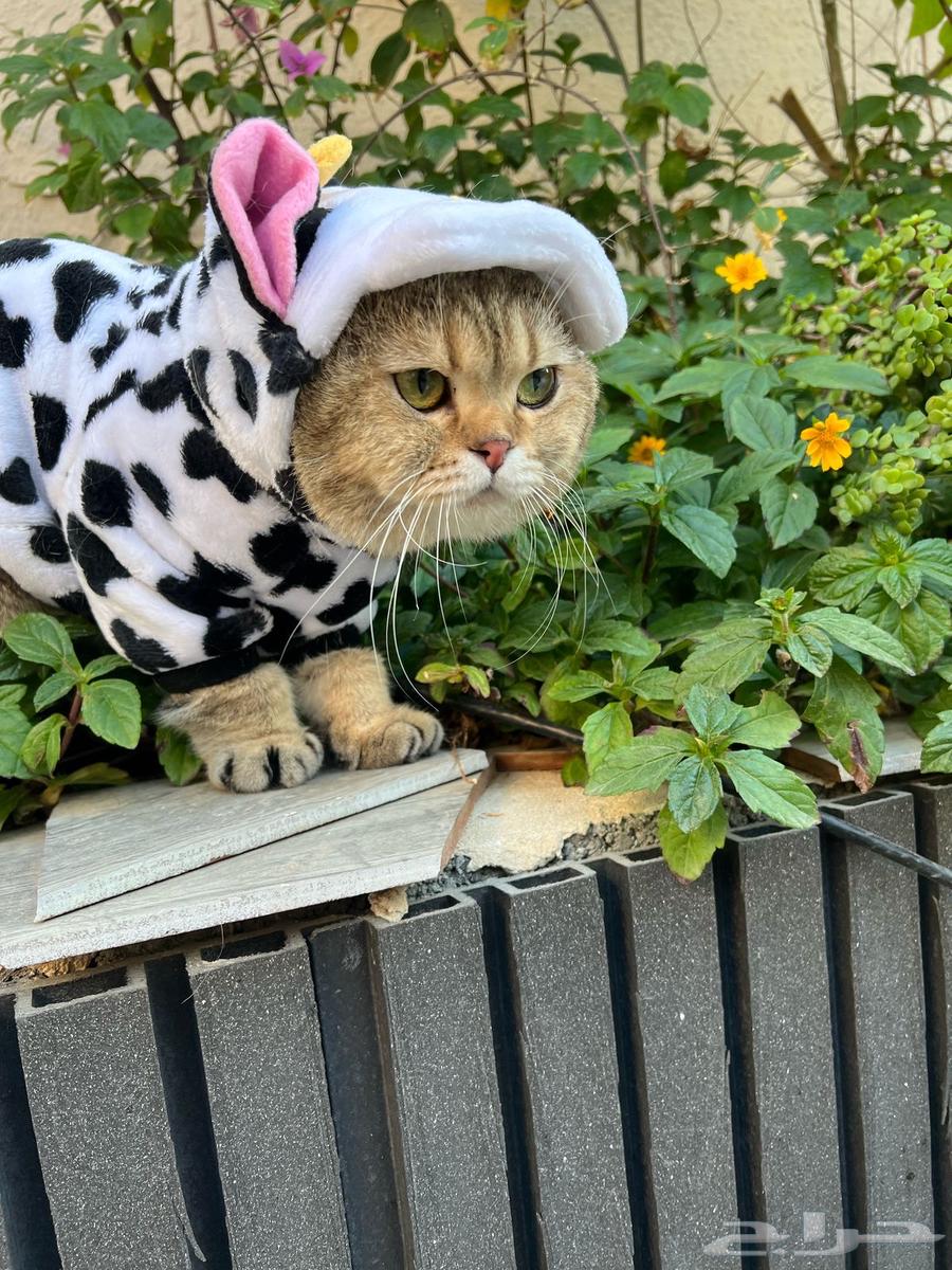 Scottish cat for mating63221063359105112