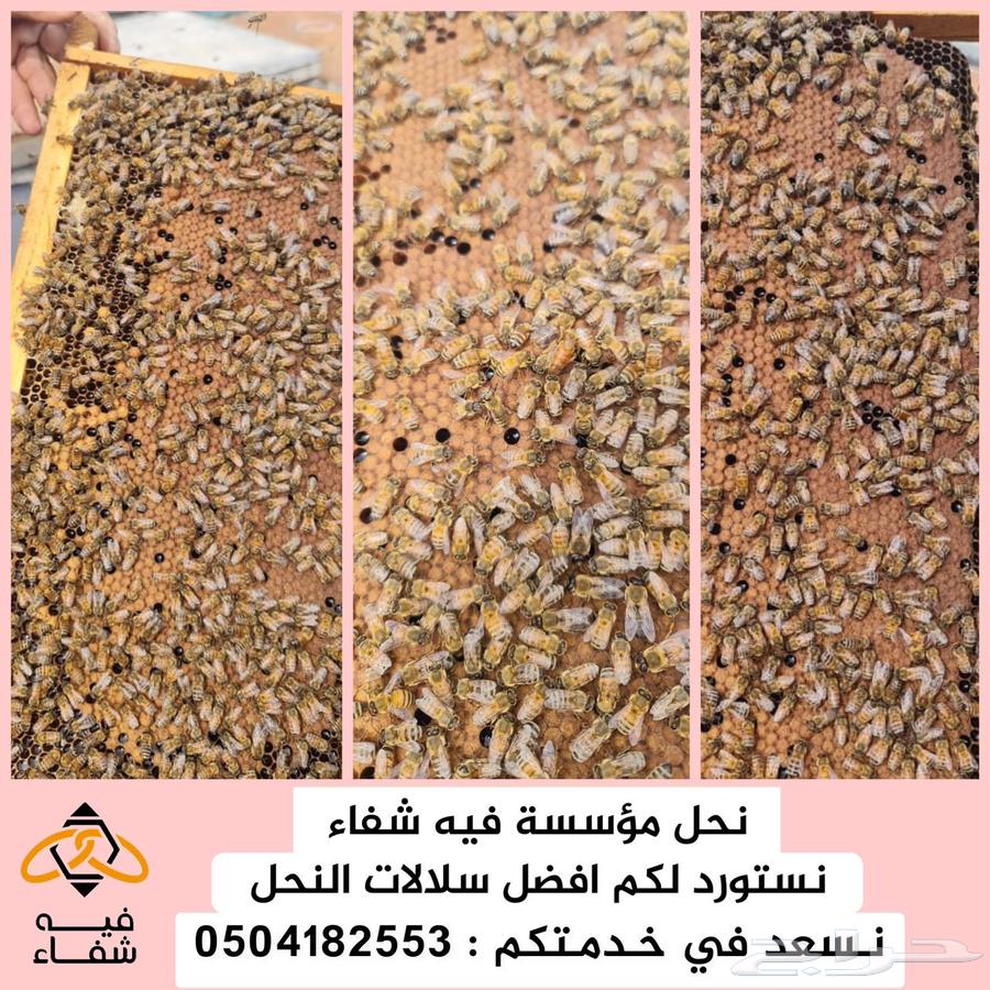 نحل مصري مرزوم63220044268803111