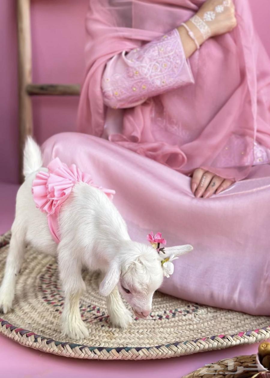 Dwarf goat  
Dwarf goat  
Small dwarf goat63220535201283111