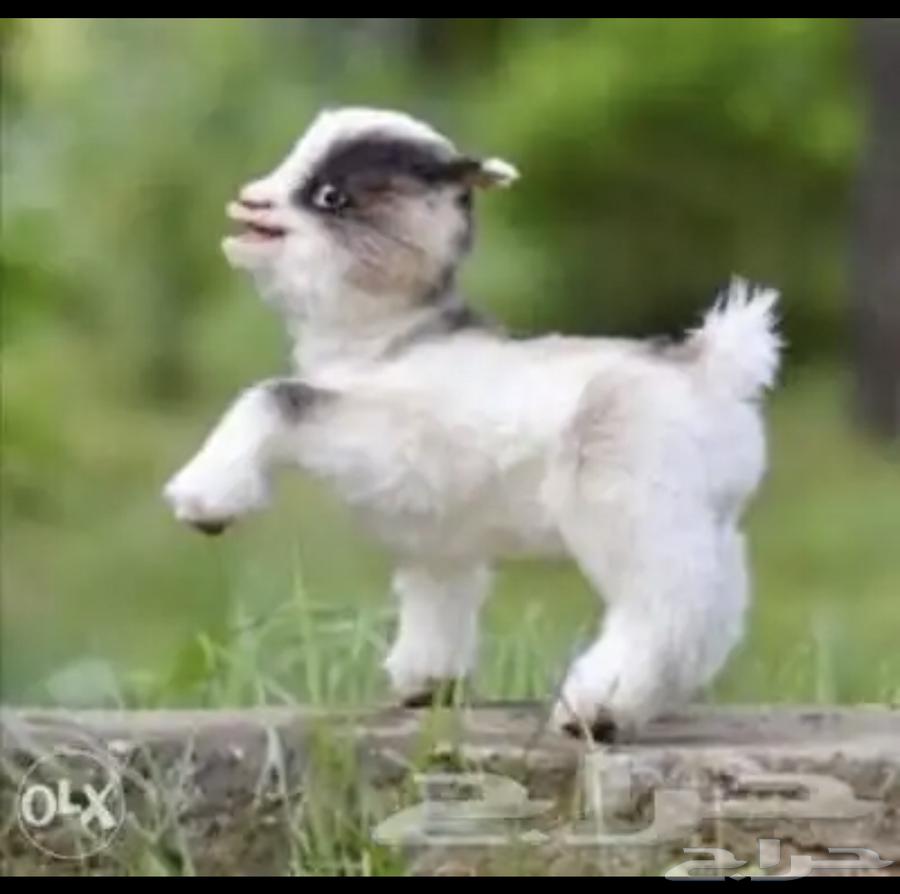 Dwarf goat  
Dwarf goat  
Small dwarf goat63220535201283112