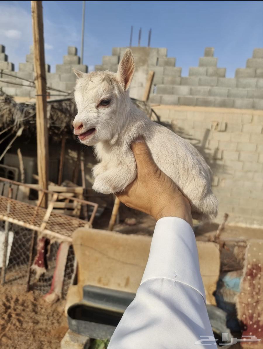 Dwarf goat pure breed, the real original dwarf goat.63220535531011112