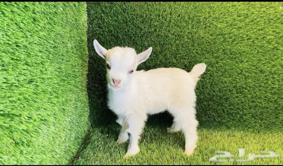 Dwarf goat pure breed, the real original dwarf goat.63220535531011111