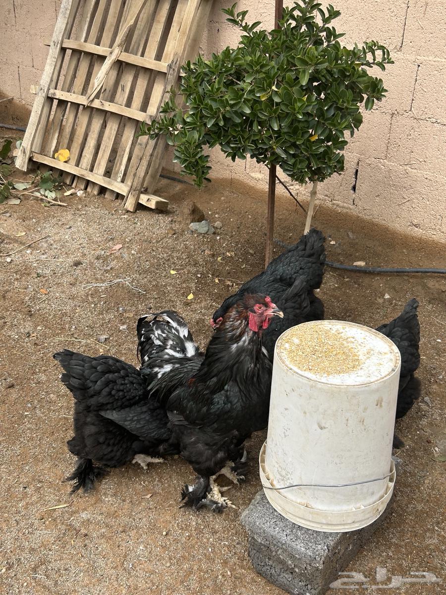 For sale Brahama chickens63221056712833113