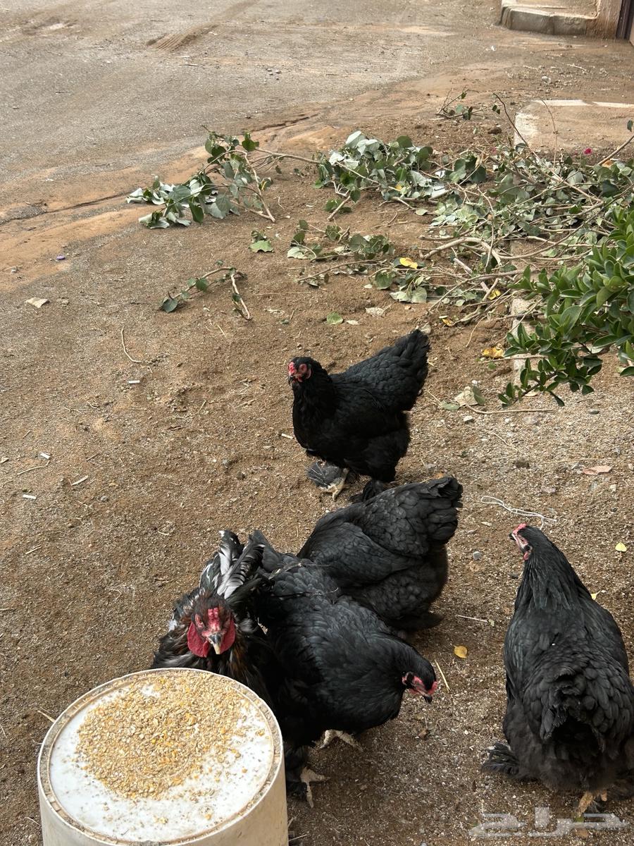 For sale Brahama chickens63221056712833112