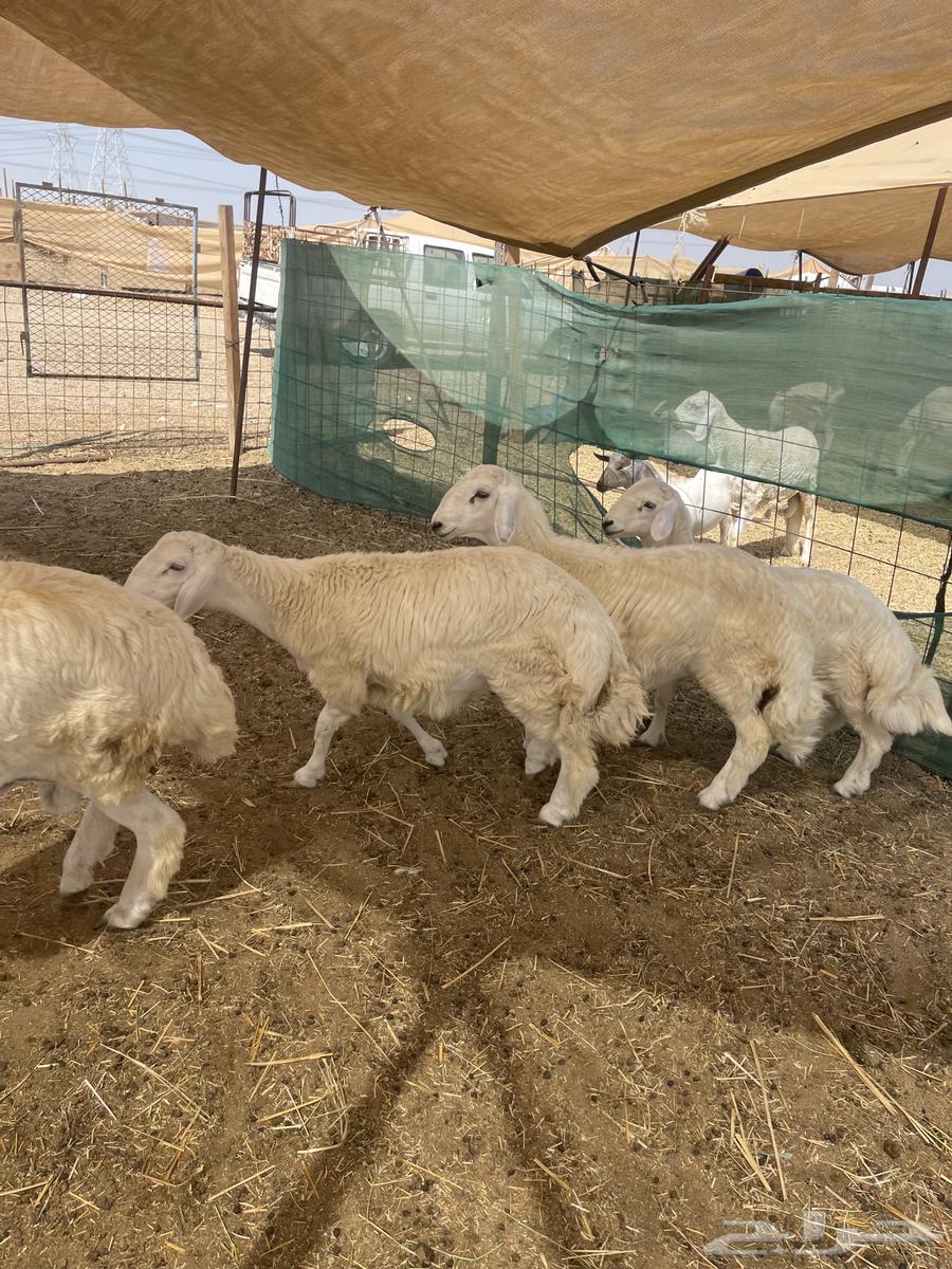I am a free Italian shepherd, and I raise southern goats near me.63221056740481111