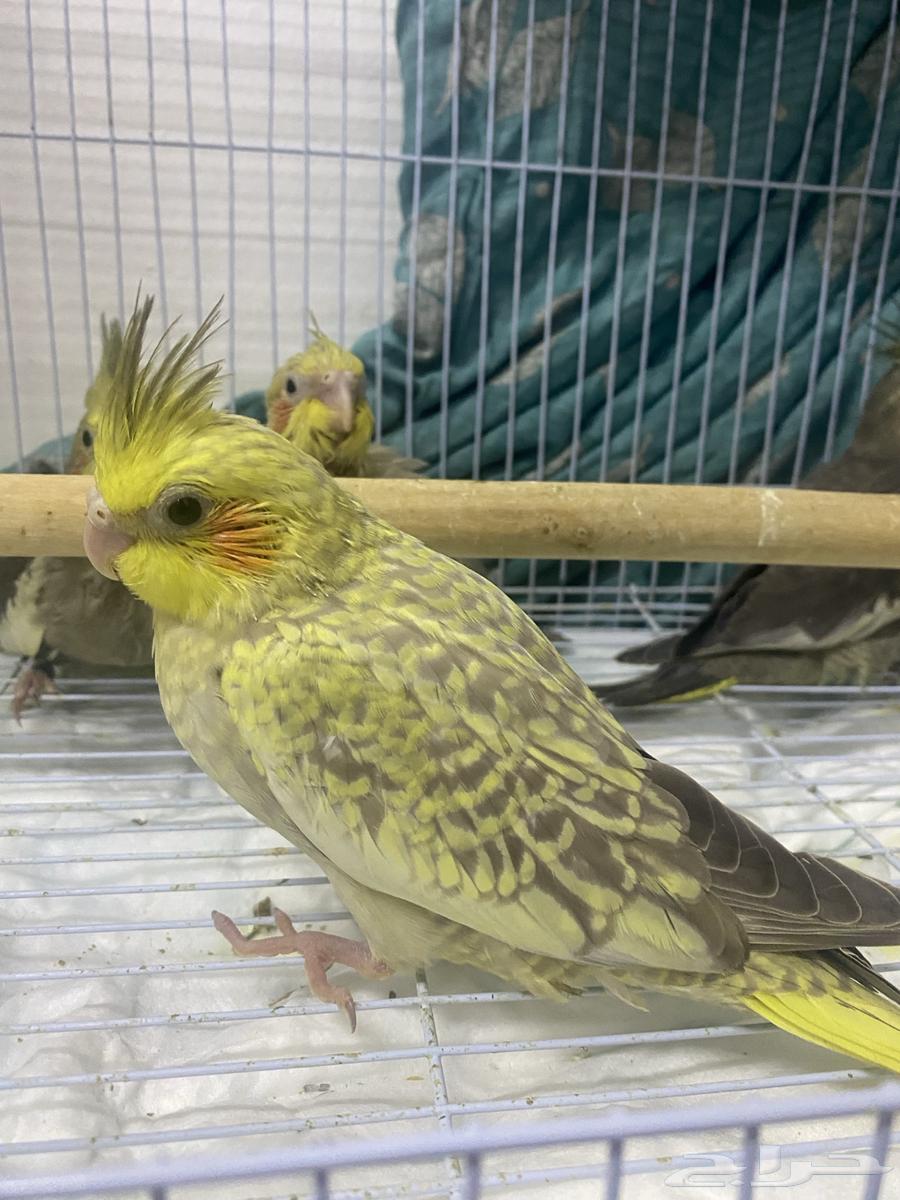 للبيع فرخ كروان غر محجل تم البيع63219549685378113