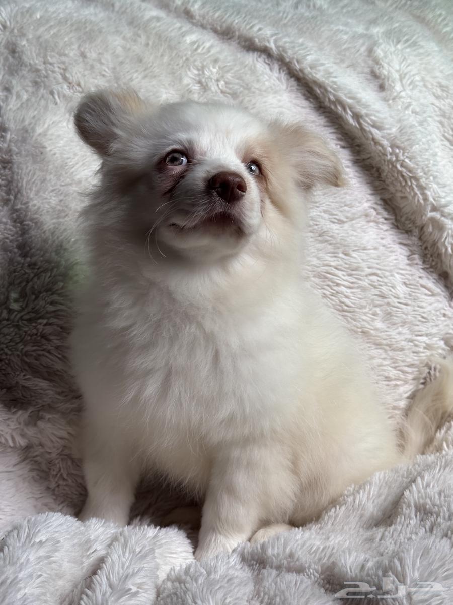 كلب أوسيتيز (أسترالي شيبرد مالتيز)puppy63221580882818112