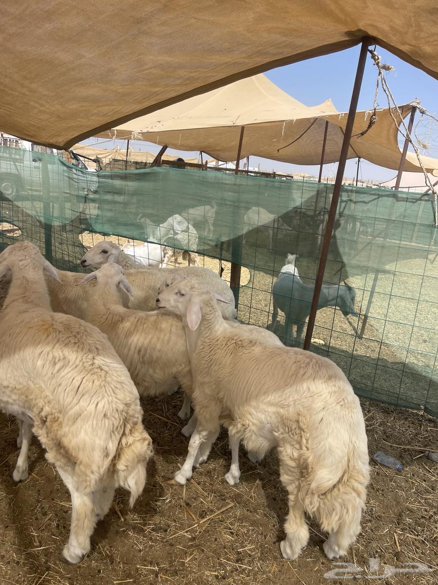 I am a free Italian shepherd, and I raise southern goats near me.63221056740481112