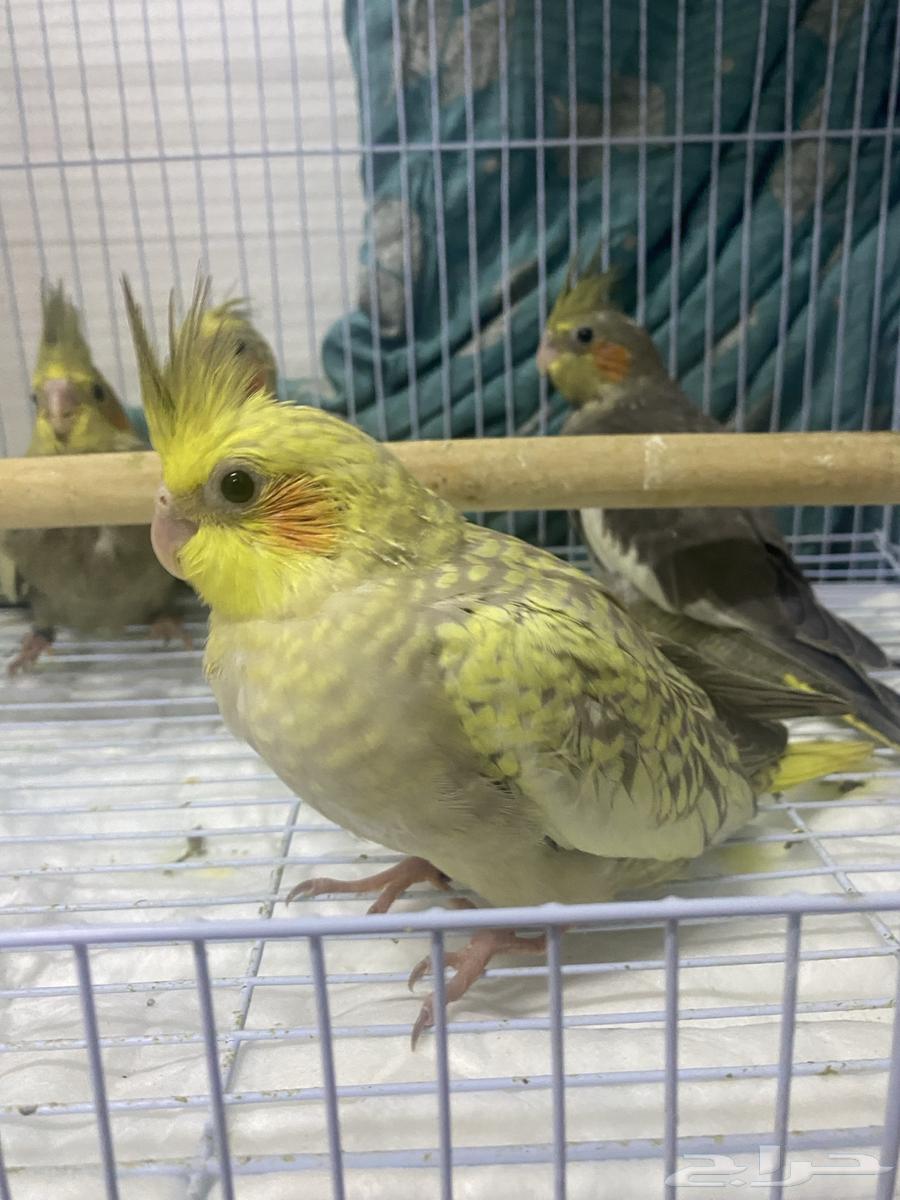 للبيع فرخ كروان غر محجل تم البيع63219549685378111