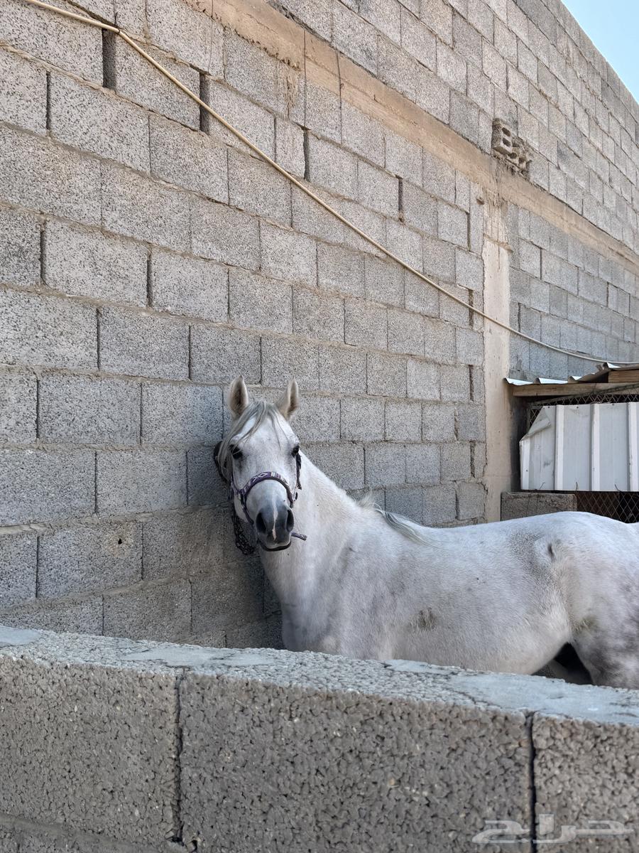 A horse and he is for sale63220538853634112