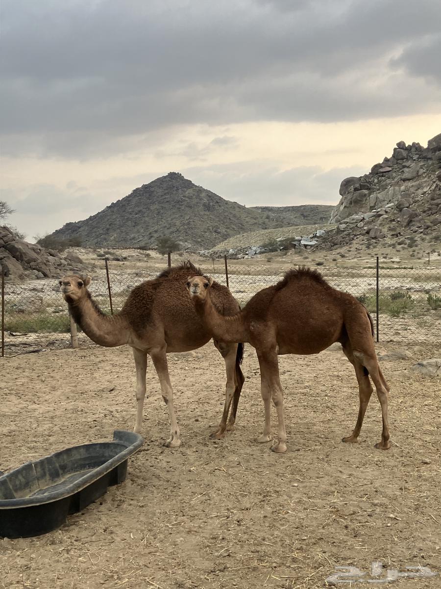 Qaadan was sold outside the site63219553955458114