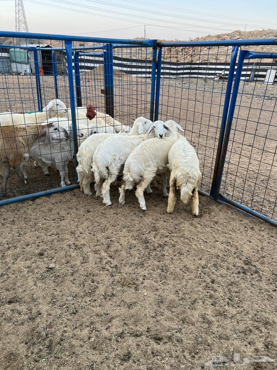 Rokhal freedom and Taliaan Suwakin for sale63220545754241111