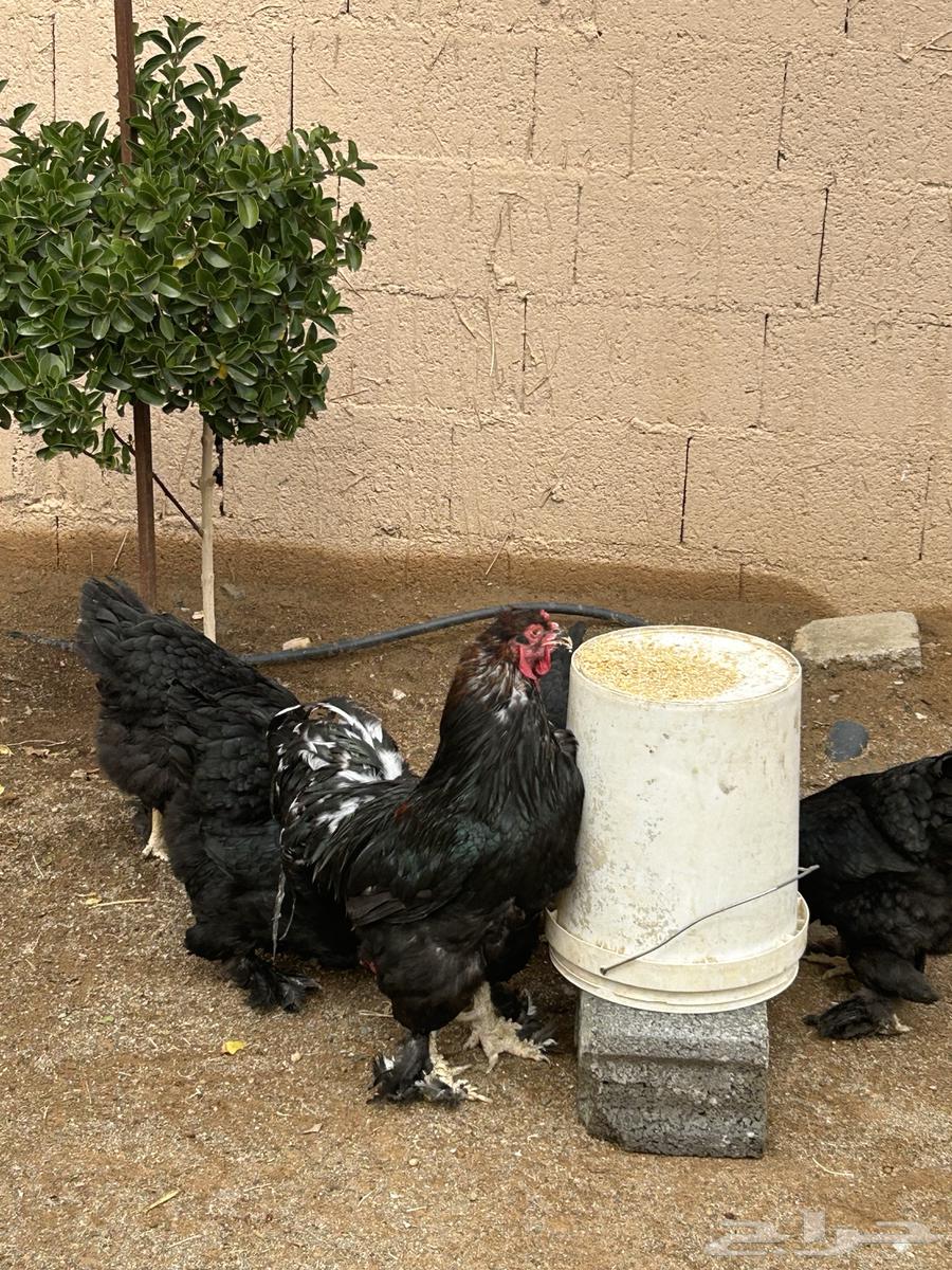 For sale Brahama chickens63221056712833111