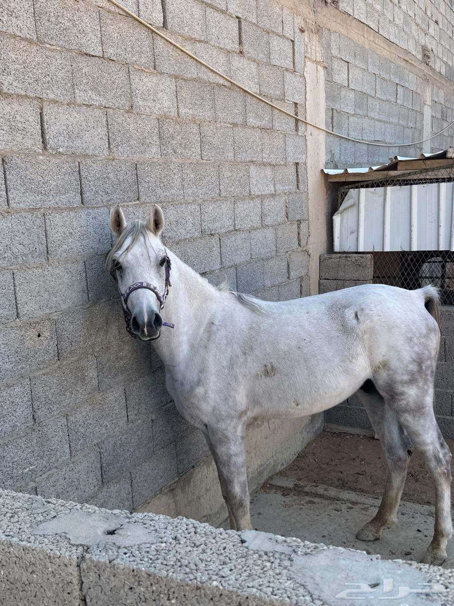 A horse and he is for sale63220538853634111