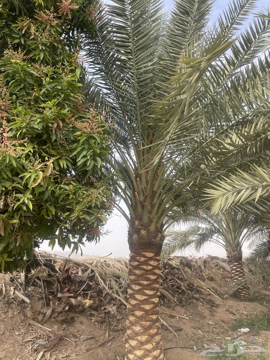ذكر للبيع جعب كمية نجران الشرفه من نخل نجران الاول اعلى درجه63220040505986112