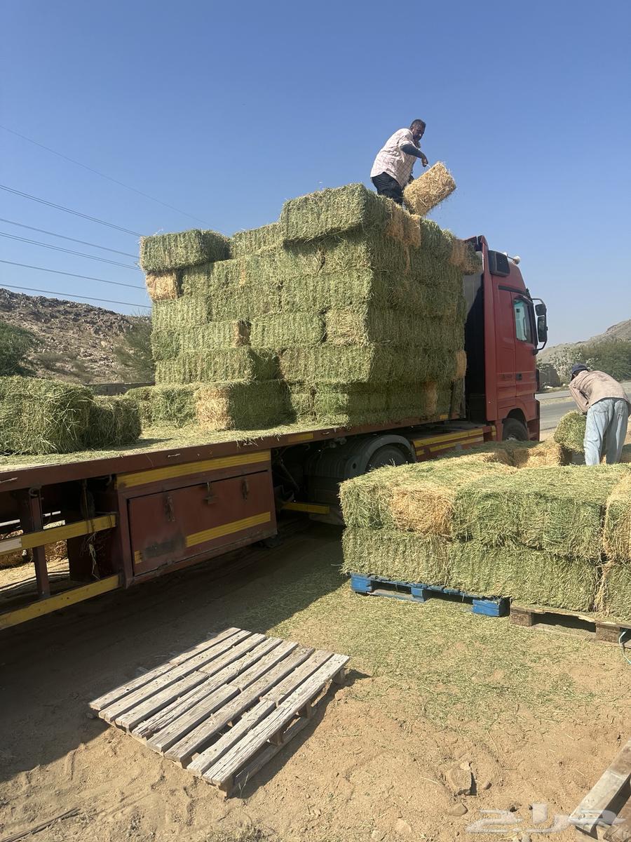 برسيم تبوك63220545485954113