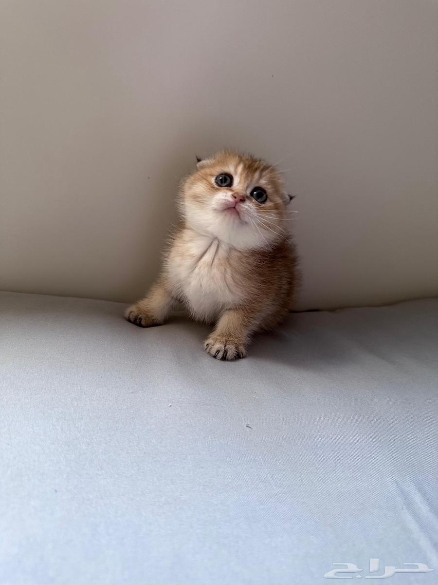 Scottish Fold cat for sale63220521038594112