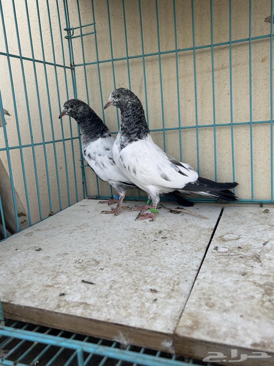حمام باكستاني تم البيع63527989132929112