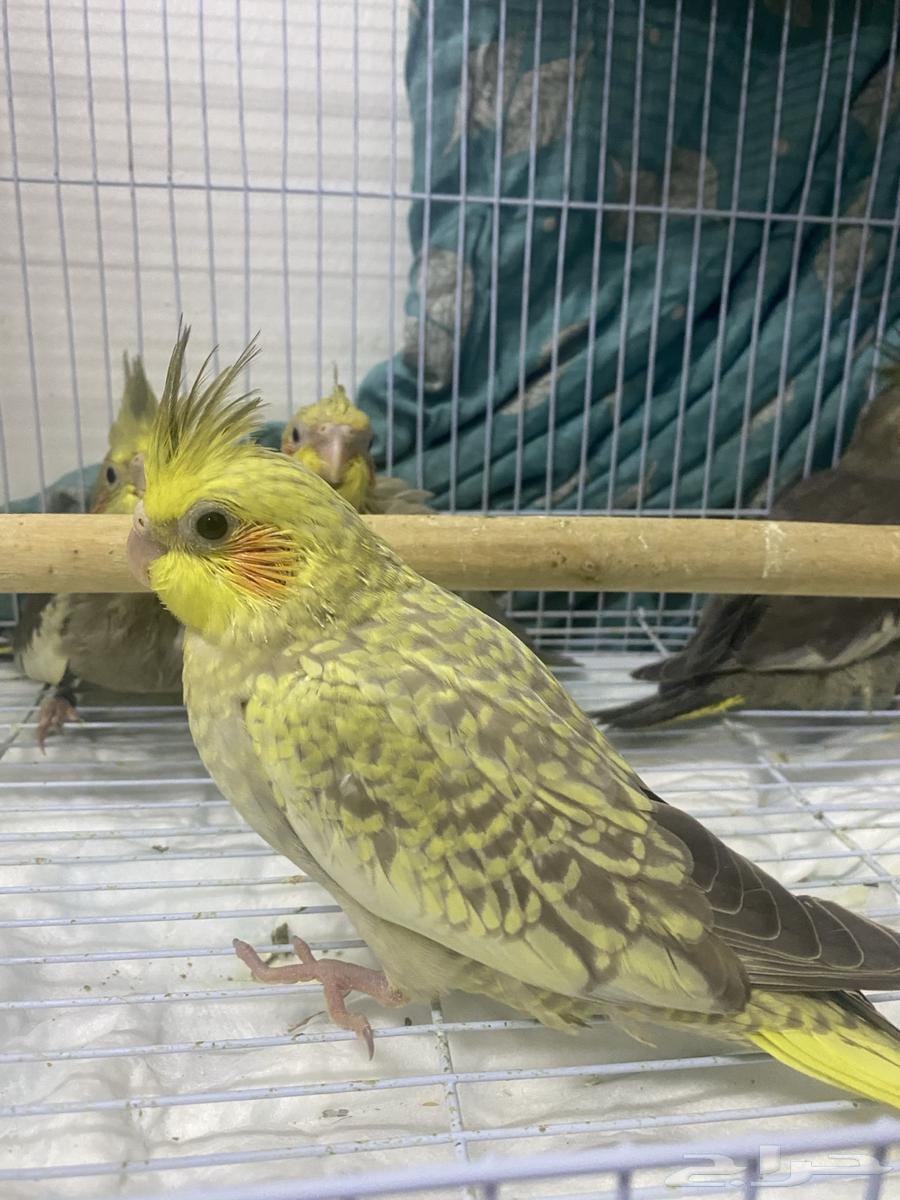 للبيع فرخ كروان غر محجل تم البيع63219549685378112