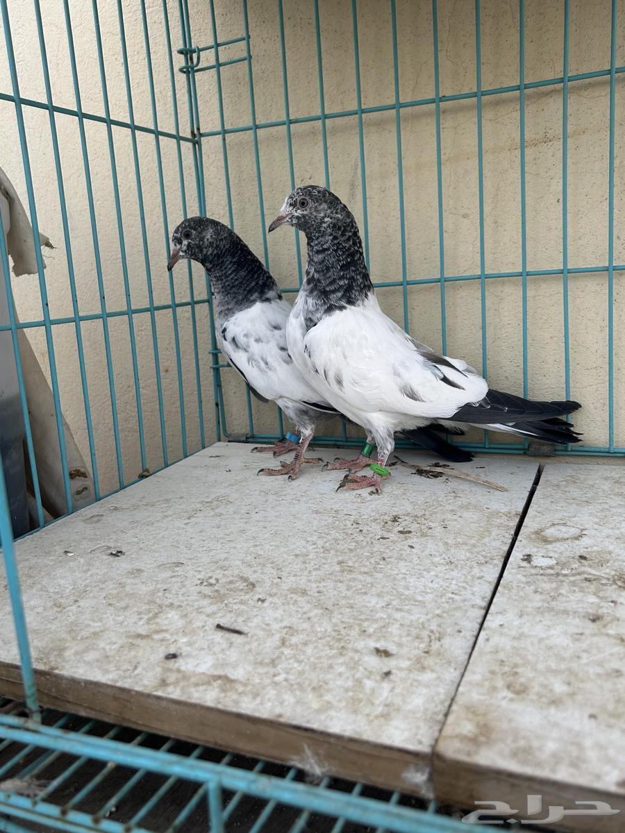حمام باكستاني تم البيع63527989132929113