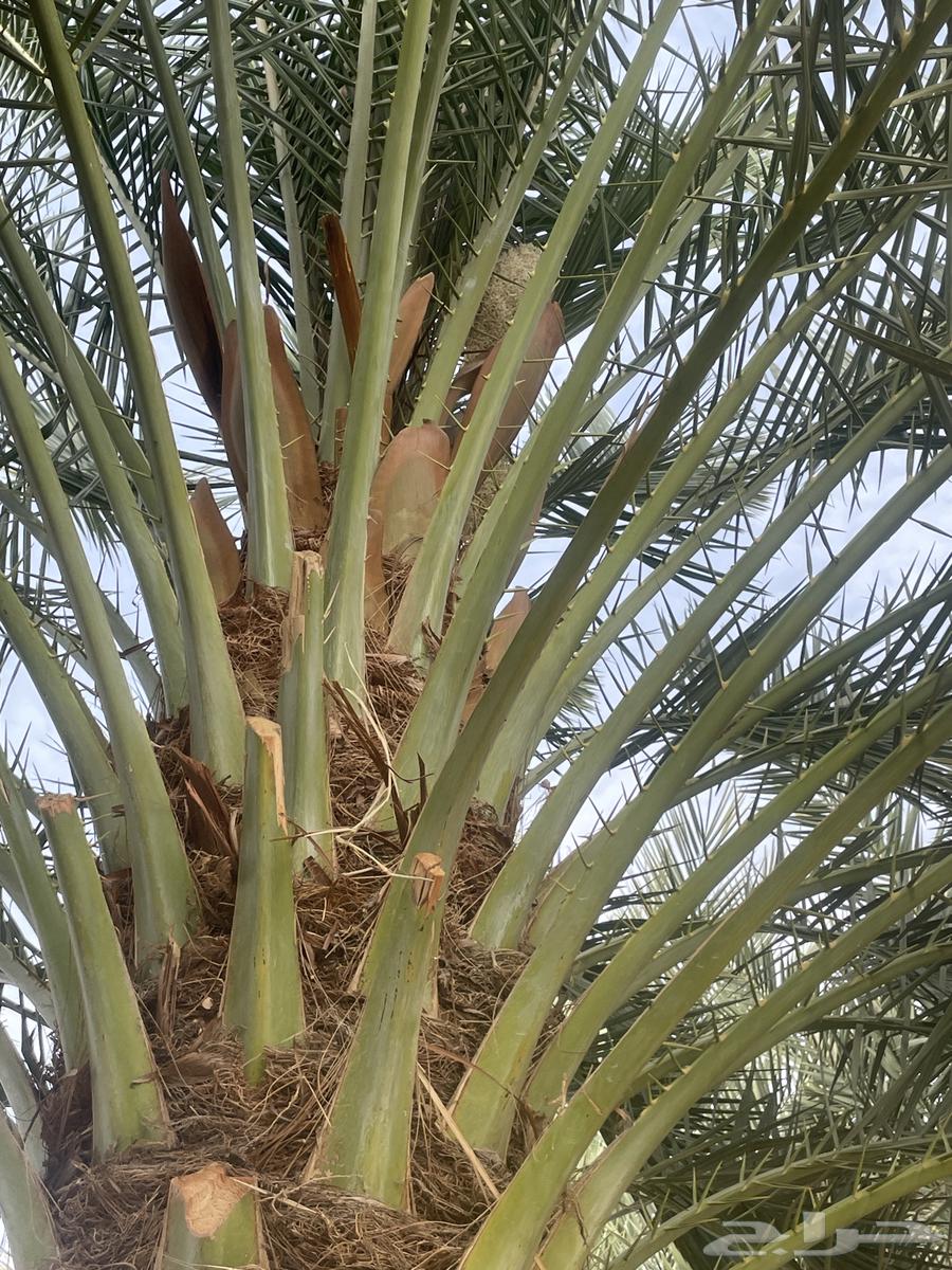 ذكر للبيع جعب كمية نجران الشرفه من نخل نجران الاول اعلى درجه63220040505986114