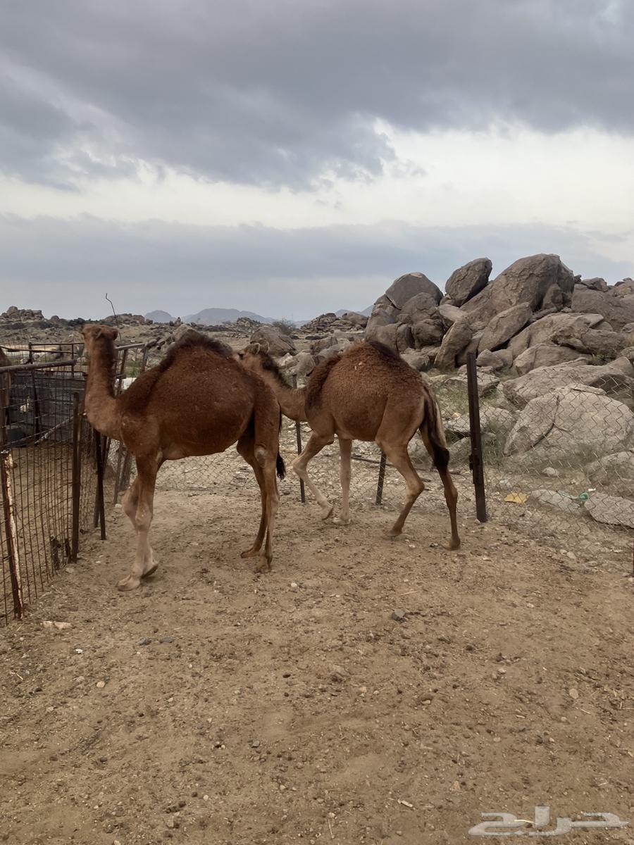 Qaadan was sold outside the site63219553955458113