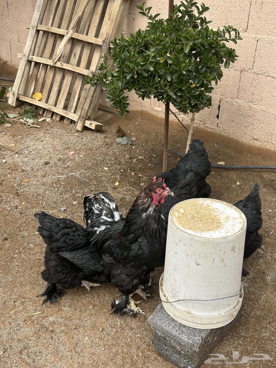For sale Brahama chickens63221056712833114